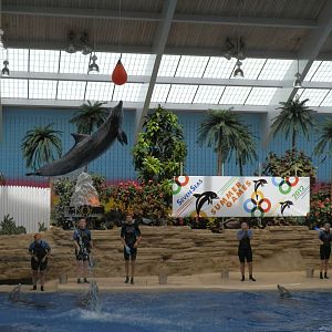 Seven Seas- Dolphin Show