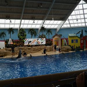 Seven Seas- Dolphin Show