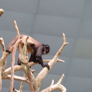 Tropic World- Spider Monkey