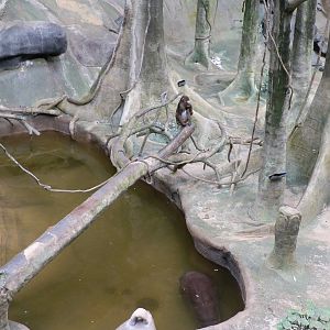 Tropic World- Mandrill and Pygmy Hippo