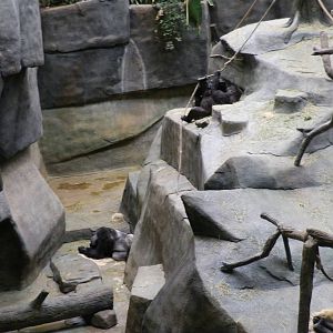 Tropic World- Gorillas