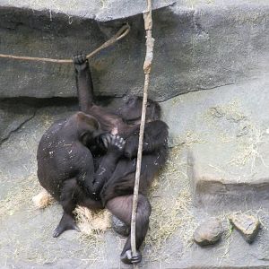 Tropic World- Gorillas Grooming