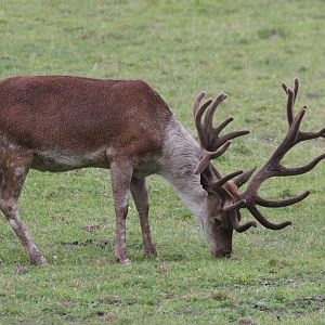 Red Deer