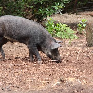 Wild Boar - male