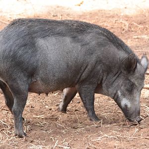 Wild Boar - female