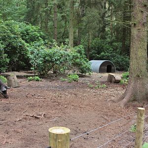 Wild Boar enclosure