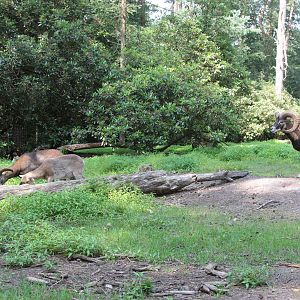European Mouflons