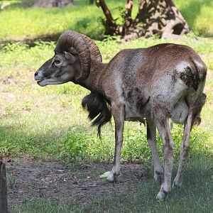 European Mouflon
