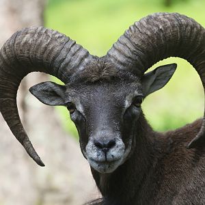 European Mouflon - male portrait