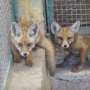 Nile red fox cubs, July 2014.