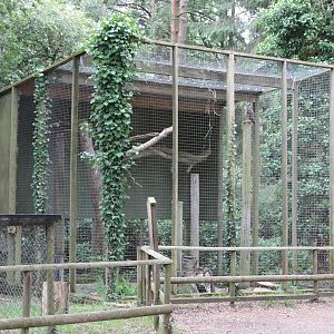 Aviary for South American Great Horned Owls (Bubo virginianus nacurutu)