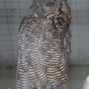 South American Great Horned Owl (Bubo virginianus nacurutu)