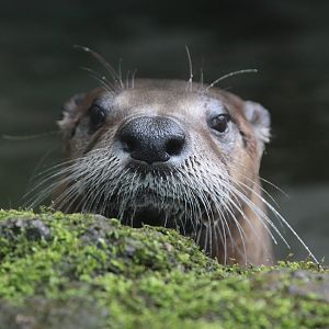 North American River Otter (Lontra canadensis)