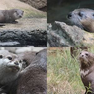 Four species of otters