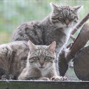 Scottish Wildcats (Felis sylvestris grampia)
