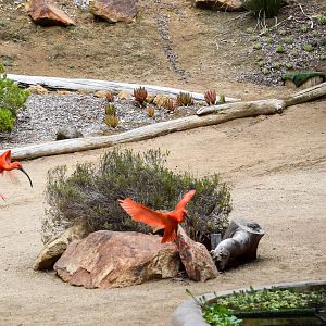 Frequent Flyers Bird Show