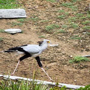 Frequent Flyers Bird Show
