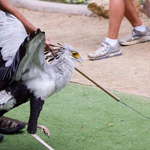 Frequent Flyers Bird Show