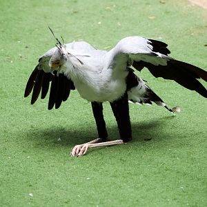Frequent Flyers Bird Show