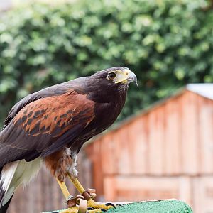 Frequent Flyers Bird Show