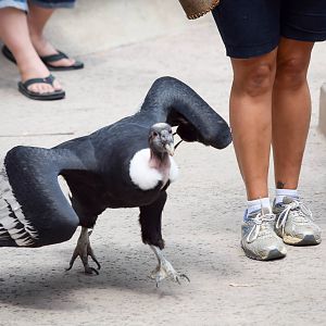 Frequent Flyers Bird Show