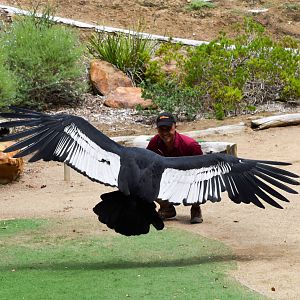 Frequent Flyers Bird Show