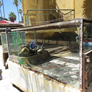 Crocodile tank, July 2014.