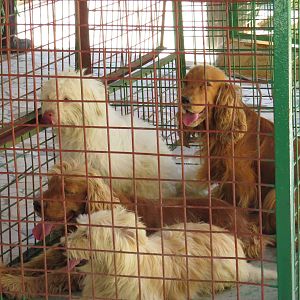 Dog cage, July 2014.