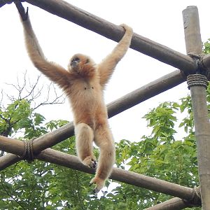 Jul. 2014 - Gibbon Islands - Buff-cheeked Gibbon