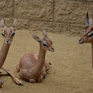 Gerenuk Youngsters