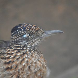 Roadrunner