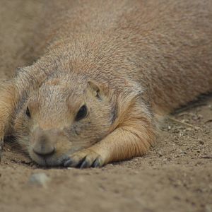 Prairie Dog