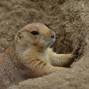 Prairie Dog