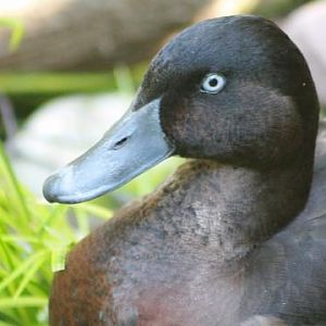 Baer's Pochard