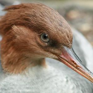 Scaly-sided Merganser