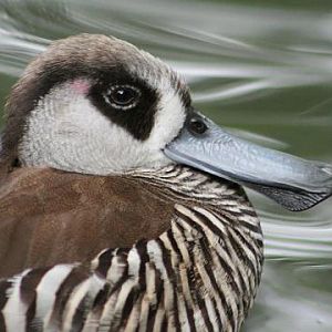 Pink-eared Duck