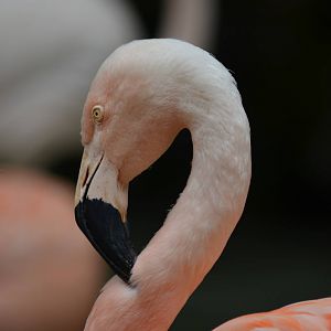 Chilean Flamingo