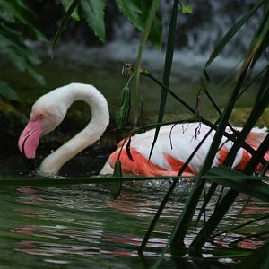 Chilean Flamingo