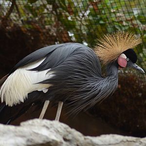 West African Black-crowned Crane