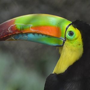 Keel-billed Toucan