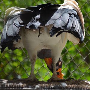 King Vulture