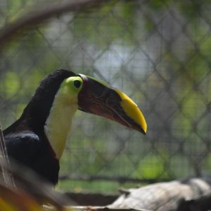 Mandibled Toucan