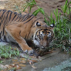 Sumatran Tiger