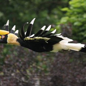 Great Indian hornbill