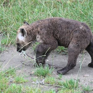Spotted Hyena pup