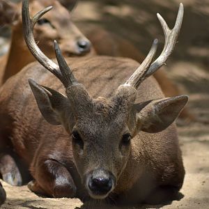 Calamian Deer