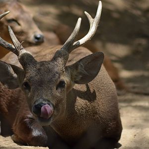 Calamian Deer