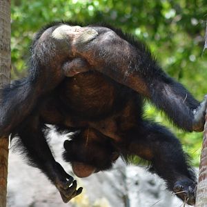 Chimpanzee