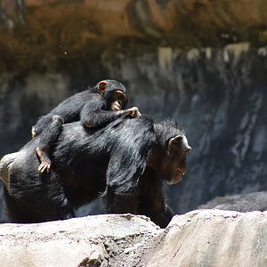 Chimpanzees