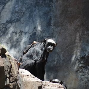 Chimpanzee